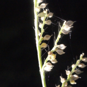 Photographie n°265091 du taxon Echinochloa crus-galli (L.) P.Beauv. [1812]