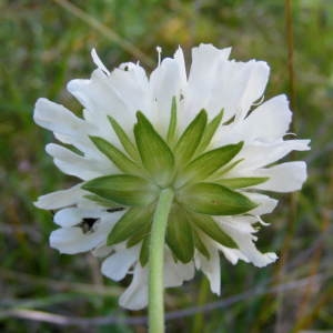 Photographie n°265101 du taxon Knautia arvensis (L.) Coult. [1828]