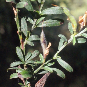 Photographie n°265110 du taxon Genista pilosa L. [1753]