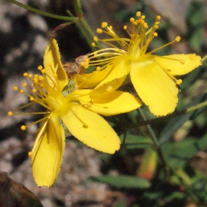 Photographie n°265116 du taxon Hypericum linariifolium Vahl [1790]