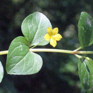 Photographie n°265144 du taxon Lysimachia nemorum L. [1753]