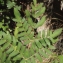  Liliane Roubaudi - Osmunda regalis L. [1753]