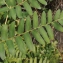  Liliane Roubaudi - Osmunda regalis L. [1753]