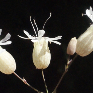  - Silene vulgaris (Moench) Garcke