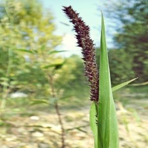 Photographie n°265167 du taxon Echinochloa muricata (P.Beauv.) Fernald [1915]