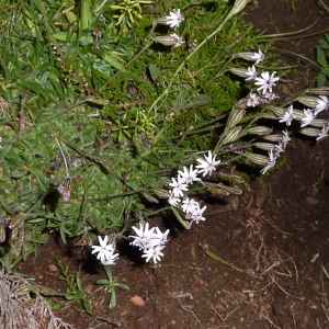 Photographie n°265173 du taxon Silene ciliata Pourr. [1788]