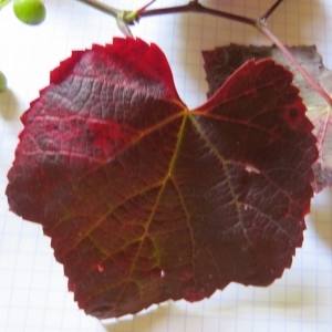 Photographie n°265176 du taxon Vitis L. [1753]