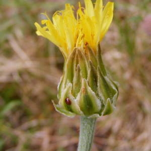 Photographie n°265182 du taxon Crepis albida Vill. [1779]