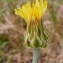  Jean-Claude Calais - Crepis albida Vill. [1779]