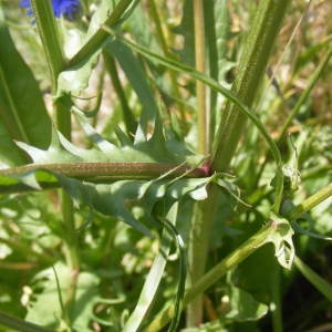 Photographie n°265185 du taxon Crepis biennis L. [1753]