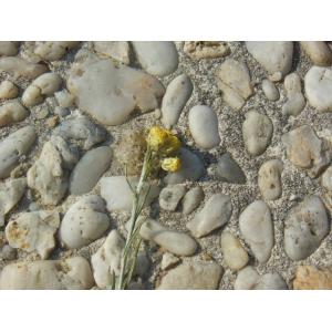 Helichrysum arenarium (L.) Moench (Immortelle des sables)