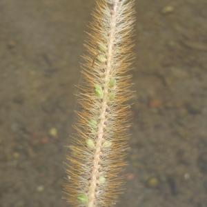 Photographie n°265374 du taxon Setaria viridis (L.) P.Beauv. [1812]