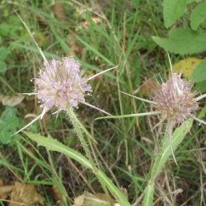 Photographie n°265384 du taxon Dipsacus L. [1753]