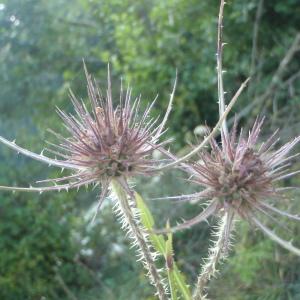 Photographie n°265385 du taxon Dipsacus L. [1753]