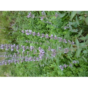 Nepeta latifolia DC. subsp. latifolia (Népéta à feuilles larges)
