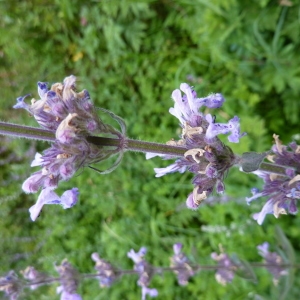 Photographie n°265388 du taxon Nepeta latifolia DC. [1805]