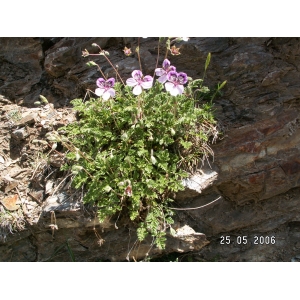 Erodium glandulosum (Cav.) Willd. (Bec-de-grue glanduleux)