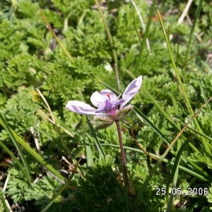 Photographie n°265397 du taxon Erodium glandulosum (Cav.) Willd. [1800]