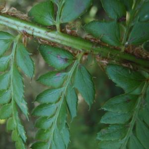 Photographie n°265417 du taxon Polystichum aculeatum (L.) Roth [1799]