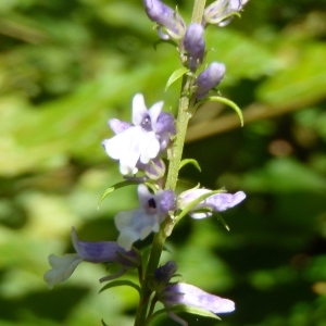 Photographie n°265431 du taxon Anarrhinum bellidifolium (L.) Willd. [1800]