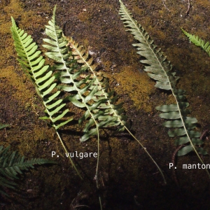 Polypodium sp.