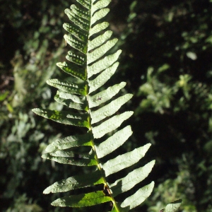 Photographie n°265447 du taxon Polypodium interjectum Shivas [1961]