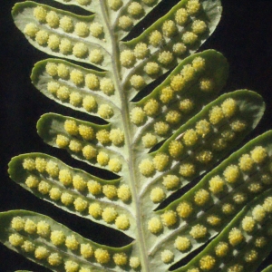 Polypodium ×mantoniae Rothm. & U.Schneid. (Polypode)