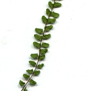 Photographie n°265454 du taxon Asplenium trichomanes subsp. trichomanes