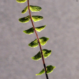 Photographie n°265479 du taxon Asplenium trichomanes subsp. quadrivalens D.E.Mey. [1964]
