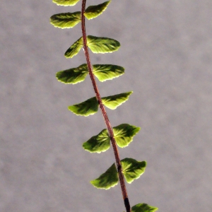 Photographie n°265481 du taxon Asplenium trichomanes subsp. quadrivalens D.E.Mey. [1964]