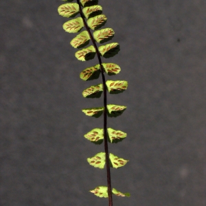Photographie n°265483 du taxon Asplenium trichomanes subsp. quadrivalens D.E.Mey. [1964]