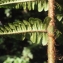  Liliane Roubaudi - Dryopteris affinis subsp. borreri (Newman) Fraser-Jenk. [1980]