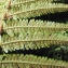  Liliane Roubaudi - Dryopteris affinis subsp. borreri (Newman) Fraser-Jenk. [1980]