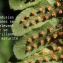  Liliane Roubaudi - Dryopteris affinis subsp. borreri (Newman) Fraser-Jenk. [1980]