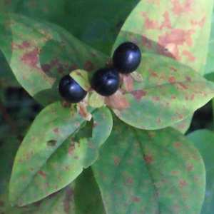 Photographie n°265498 du taxon Hypericum androsaemum L.