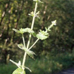 Photographie n°265503 du taxon Mentha suaveolens Ehrh. [1792]