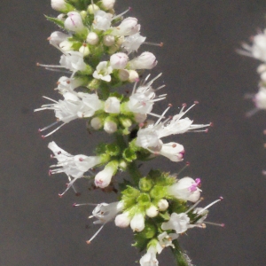 Photographie n°265508 du taxon Mentha suaveolens Ehrh. [1792]