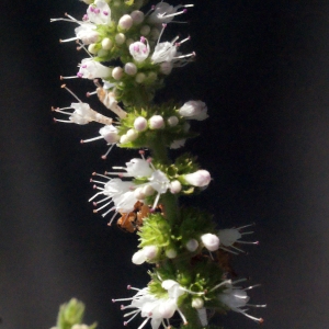 Photographie n°265511 du taxon Mentha suaveolens Ehrh. [1792]