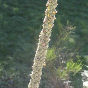 Photographie n°265532 du taxon Verbascum thapsus L. [1753]