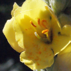 Photographie n°265533 du taxon Verbascum thapsus L. [1753]