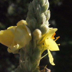 Photographie n°265534 du taxon Verbascum thapsus L. [1753]