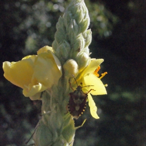 Photographie n°265535 du taxon Verbascum thapsus L. [1753]