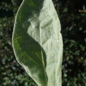 Photographie n°265537 du taxon Verbascum thapsus L. [1753]