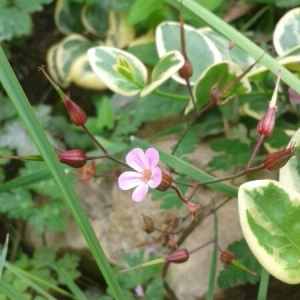 Photographie n°265551 du taxon Geranium robertianum L. [1753]