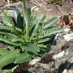 Photographie n°265564 du taxon Anarrhinum bellidifolium (L.) Willd. [1800]