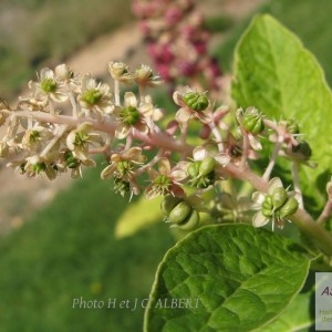  - Phytolacca acinosa Roxb. [1814]