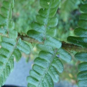  - Dryopteris affinis subsp. cambrensis Fraser-Jenk. [1987]