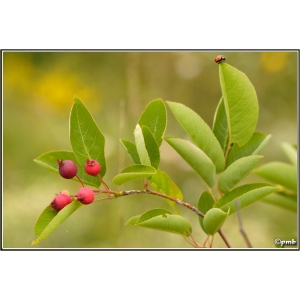 Amelanchier canadensis (L.) Medik. (Amélanchier du Canada)