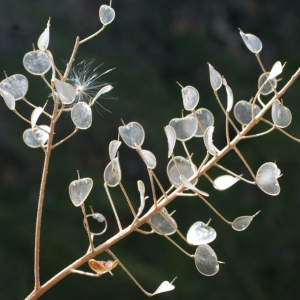 Photographie n°265615 du taxon Aurinia saxatilis (L.) Desv. [1815]