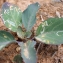  Liliane Roubaudi - Brassica cretica subsp. atlantica (Coss. & Dur. ex Munby) Onno [1933]